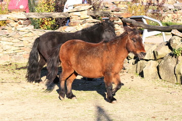 Wild shetland pony