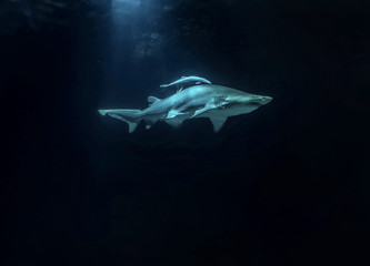 White shark hunting under water. Predator under light in ocean.