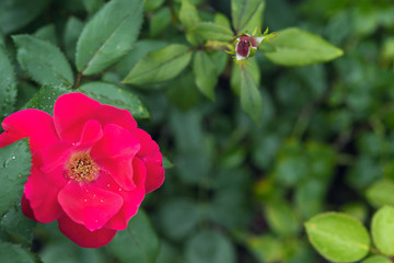 Close up of blooming red rose shrub with water drops on petals and wet leaves. Selective focus. Romantic background for summer or spring themed greeting card with bokeh effect and copy space.