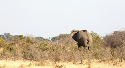 Obraz premium African elephant at a waterhole