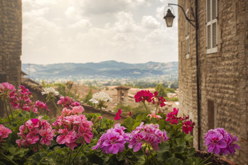 Fiori in città