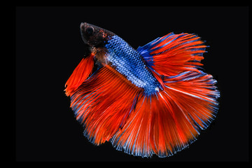 Siamese betta fish beautiful color with black background