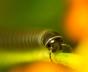 Millipede