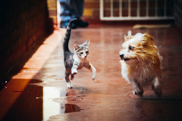 cat and dog playing