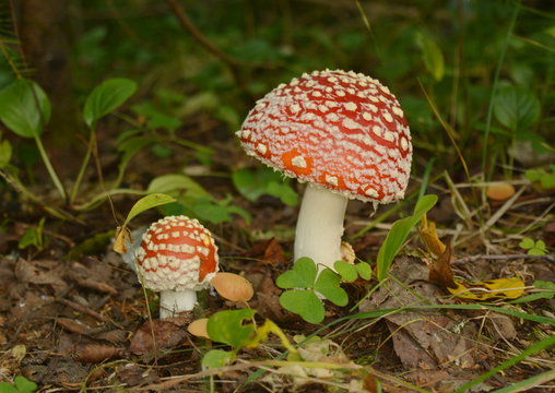 Two beautiful fly agaric with red caps close-up in the forest