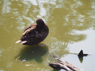 Photography of a hooded merganser (scientific name: Lophodytes cucullatus) 