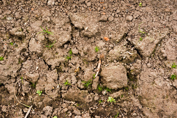 Dry soil with plants from above