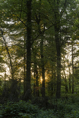 Fototapeta na wymiar Dusk Sun Light Shining Through Between Trees