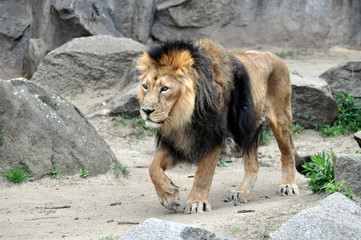 Asiatischer L&ouml;we