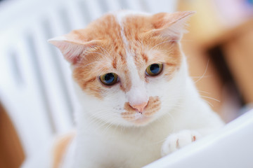 The cat relax on the white chair.