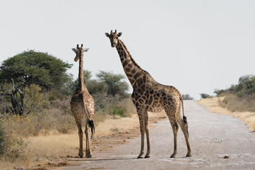 Giraffe Crossing Africa 