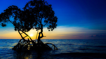 Sunrise at center of mangrove tree