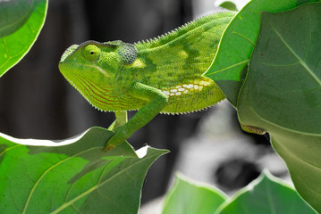 Chameleon on a plant 
