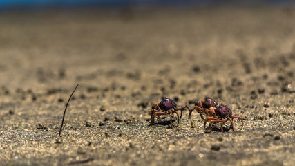 Small crab walk together in beach