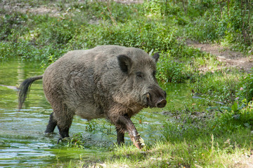 Keiler steigt aus Wasserloch