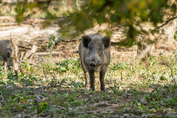 Wildschwein (Sus scrofa) auf Lichtung