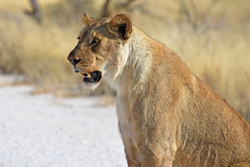 Löwenweibchen (panthera leo) im Etosha Nationalpark in Namibia