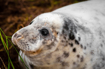 Portrait of baby seal lying on the beach at Donna Nook Seal Colony, UK