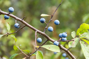 Blackthorn or sloe (Prunus spinosa) berries on a branch close-up