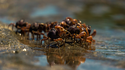 Group of crab walk into ocean water