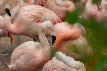 A group of juvenile flamingos with one of the chicks highlighted.