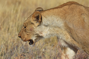 Löwenweibchen  (panthera leo) im Etosha Nationalpark (Namibia)