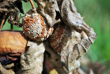 Rotten apples on tree with dry brown leaves, close up detail, soft blurry background