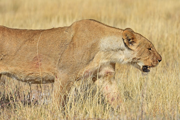 Löwenweibchen  (panthera leo) im Etosha Nationalpark (Namibia)