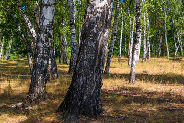 Naklejka premium Beautiful birch trees in birch forest at summer