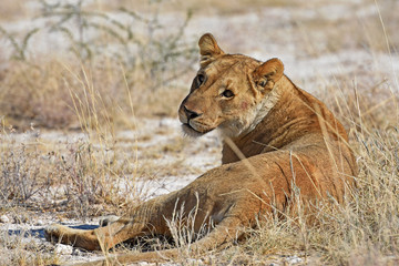 Obraz na płótnie Canvas Löwenweibchen (panthera leo) im Etosha Nationalpark (Namibia)