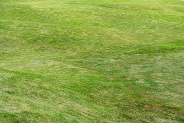 Obraz na płótnie Canvas Green meadow grass field