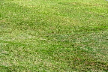 Green meadow grass field