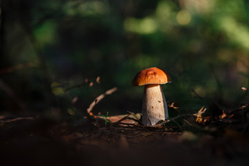 Boletus in the dark forest. The sun shines on the mushroom