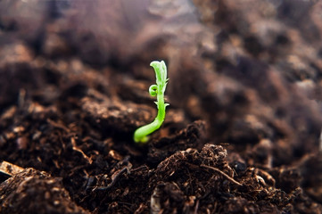Green Shoot Sprouting from Soil and Reaching Up to Light