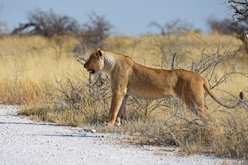 Löwe (panthera leo) neben der Straße im Etosha Nationalpark in Namibia