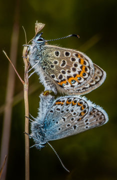 Silver Studded Blues Mating