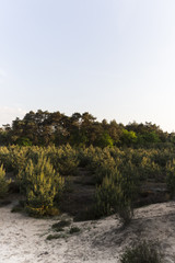 Fototapeta na wymiar Low Laying Forest In Dutch Landscape