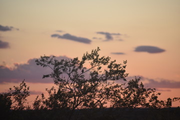 dramatic sunset through the trees