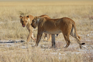 Fototapeta na wymiar Löwinnen durchstreifen die Savanne im Etosha Nationalpark in Namibia