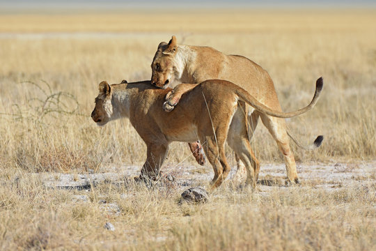 L&ouml;winnen durchstreifen die Savanne im Etosha Nationalpark in Namibia