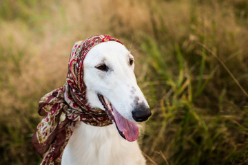 Profile Portrait of gorgeous russian borzoi dog in the scarf a la russe on her head in the field.