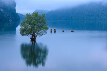 Reflection of tree in water