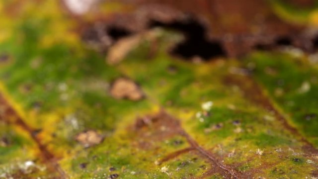 Ecuadorian Poison Frog (Ameerega bilinguis) jumps in slow motion on the rainforest floor in Ecuador. 