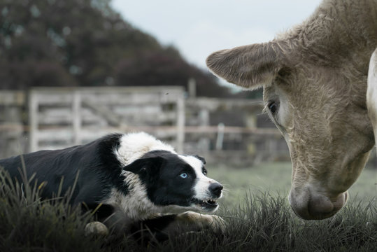 Border Collie And Cow