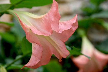 Brugmansia, Angel's trumpet, pink stramonium at garden