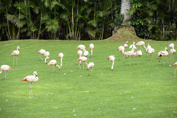 Flock of flamingo birds is grazing on the grass.