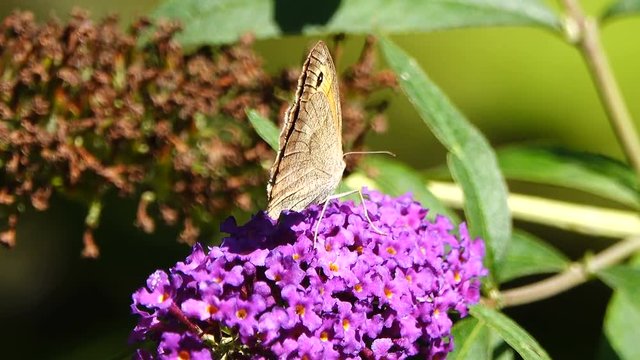 butterfly () gathers nectar from a flower butterfly-bush.