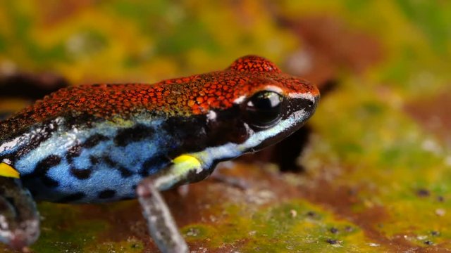 Ecuadorian Poison Frog (Ameerega bilinguis) jumps in slow motion on the rainforest floor in Ecuador. 