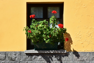 Fototapeta na wymiar window with flowers in classical facade