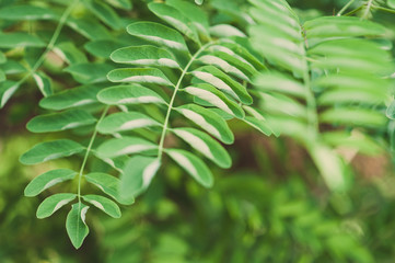 Acacia leaves background. Backgrounds and textures